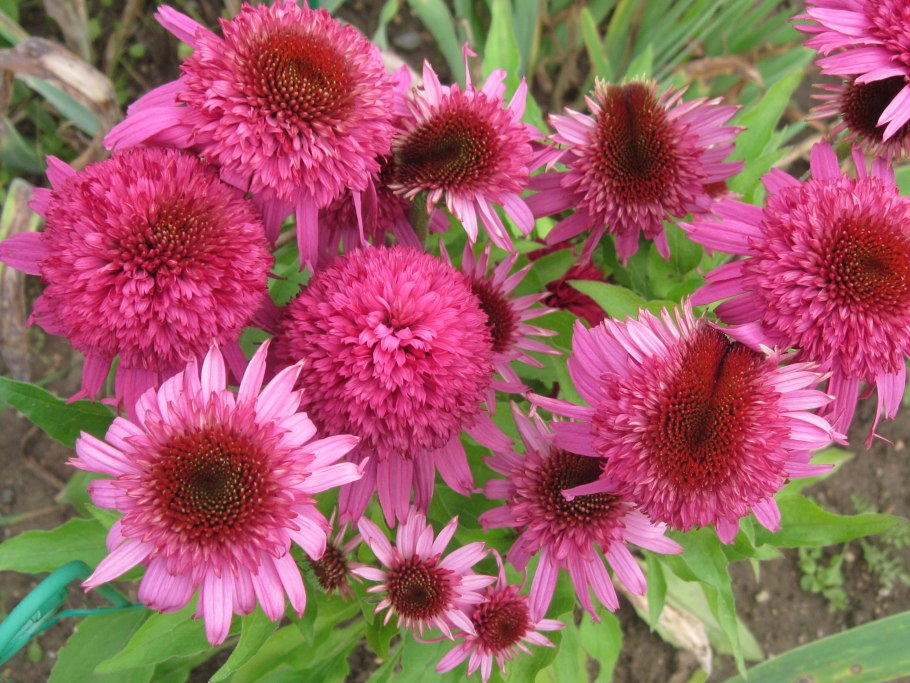 Эхинацея пурпурная махровая