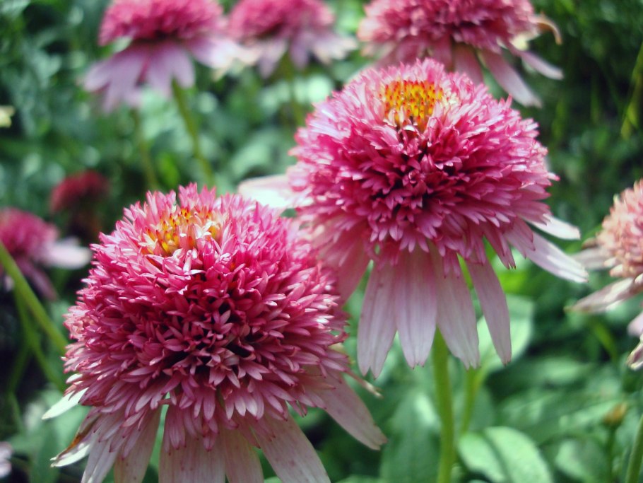 Эхинацея пурпурная махровая