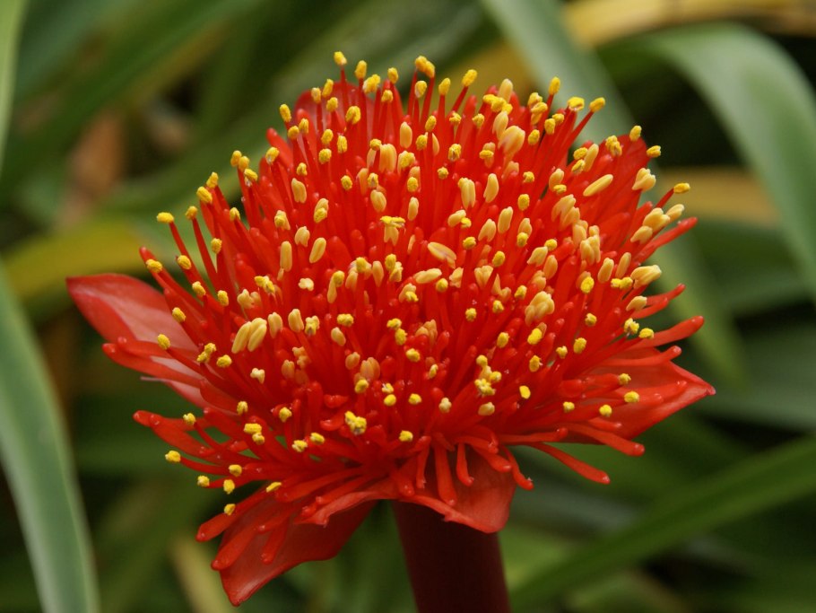 Гемантус паспорт растения