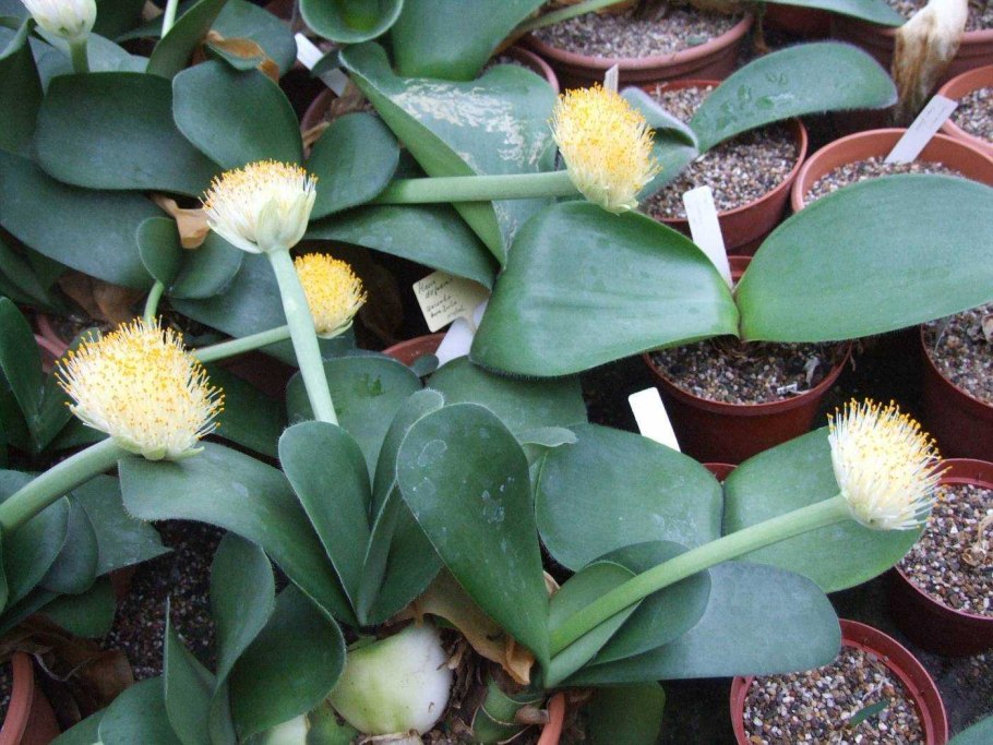 Гемантус Катарины