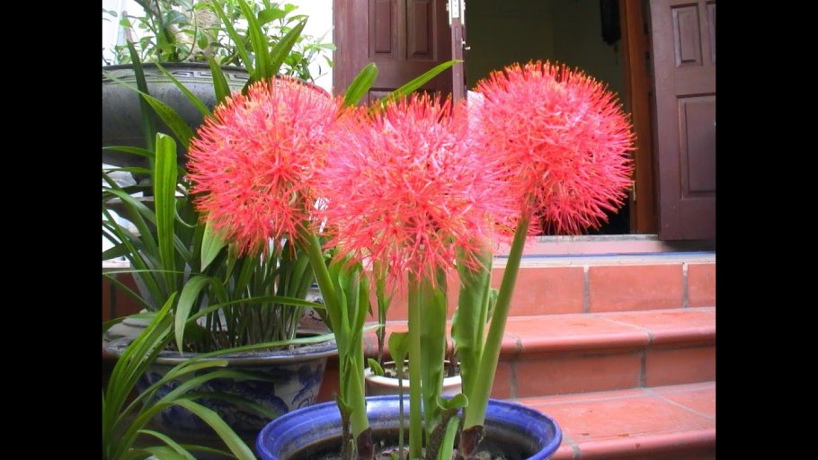 Гемантус Катарины