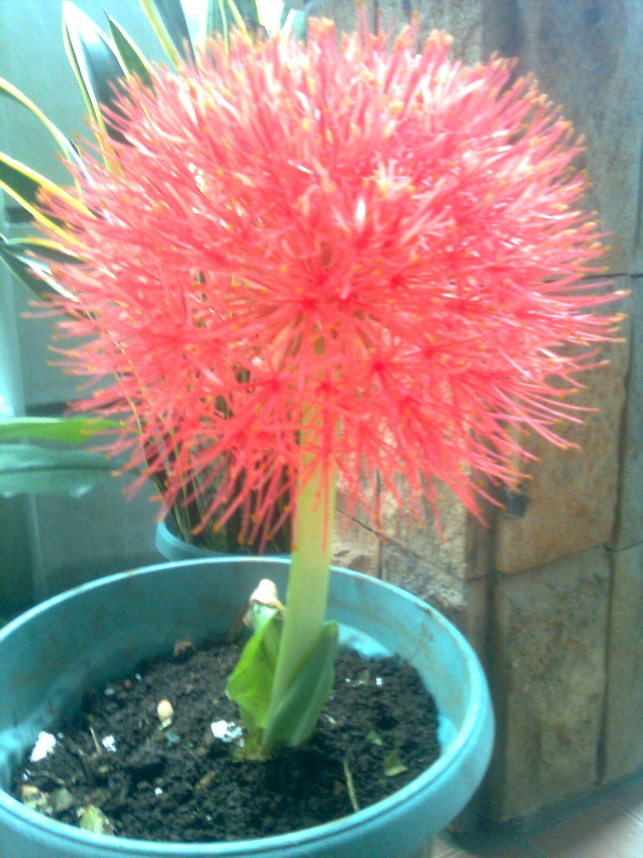 Гемантус гибридный