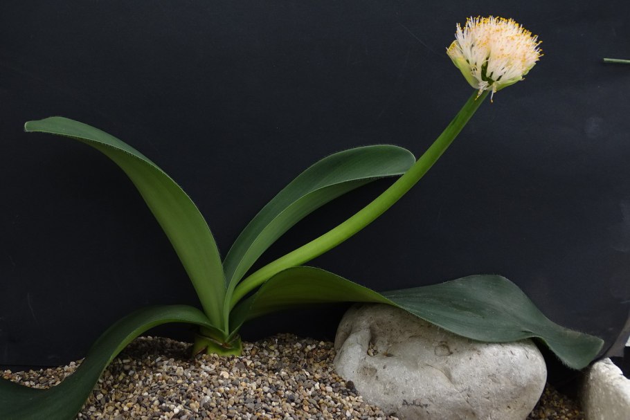 Гемантус Катарины