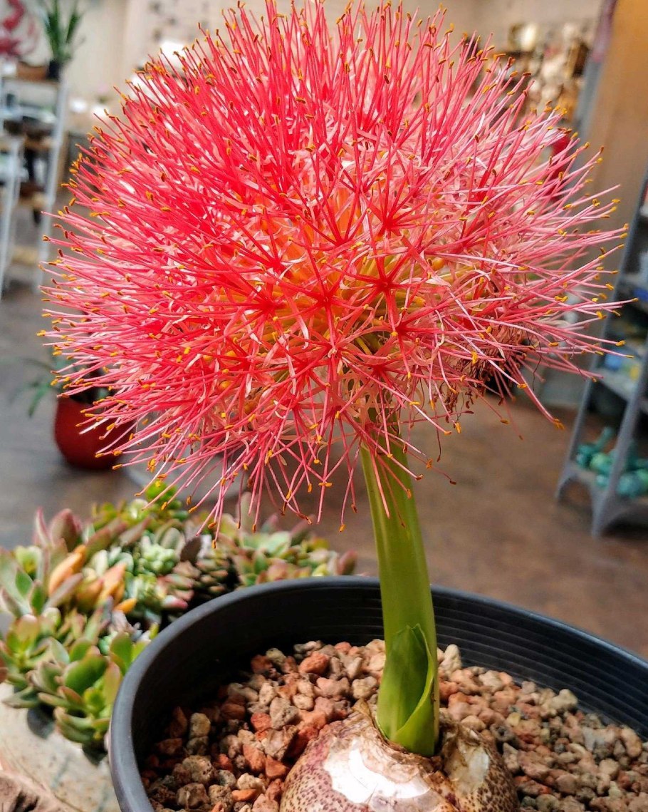 Гемантус Катарины