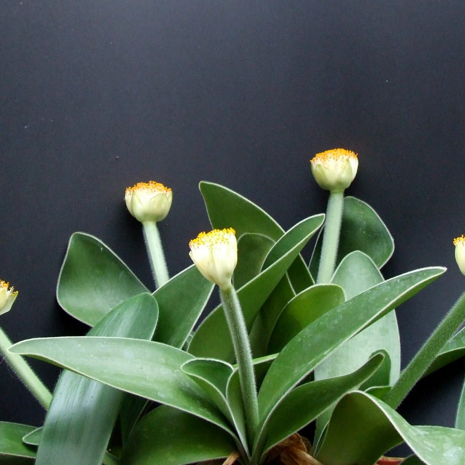 Амариллисы (гемантус).