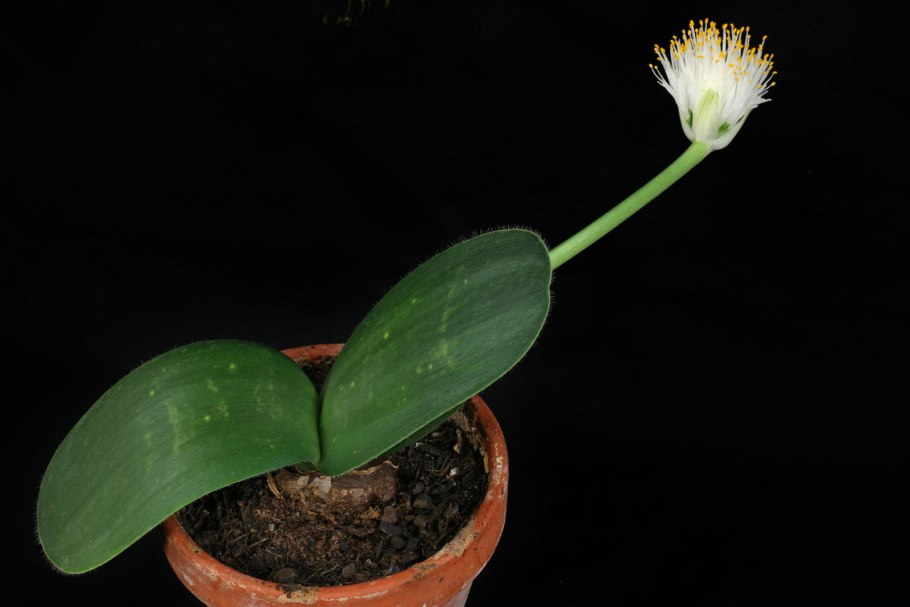Haemanthus albiflos