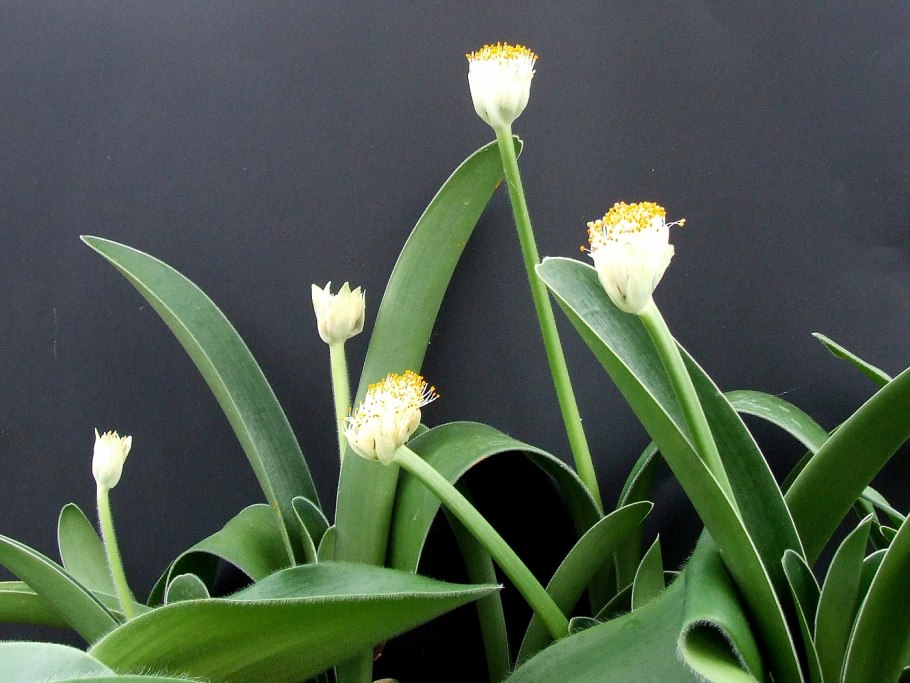 Гемантус растение