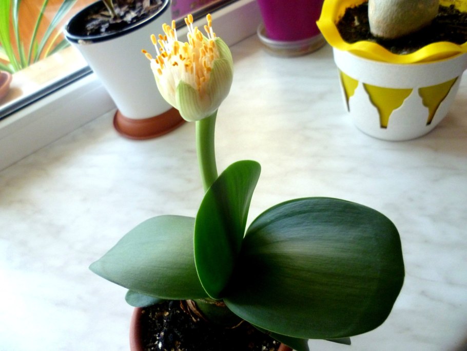 Гемантус Белоцветка листья