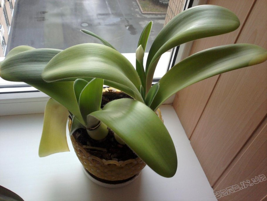 Гемантус Катарины