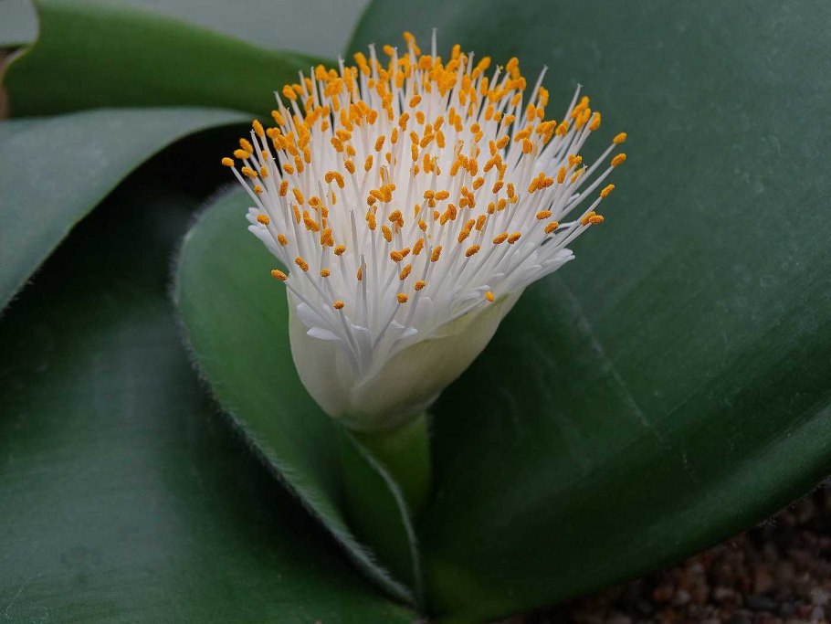 Гемантус Оленьи рога