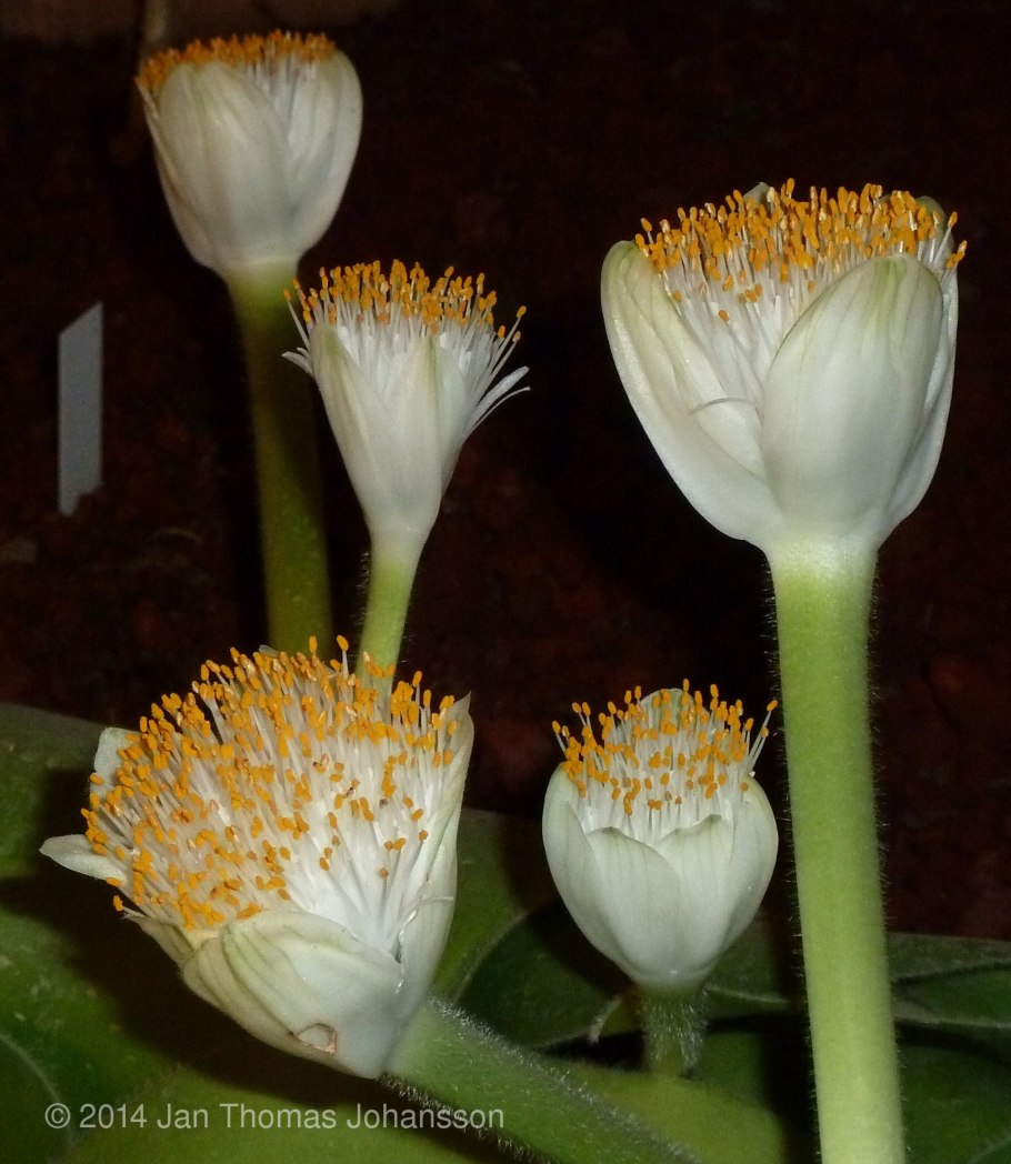 Гемантус красный