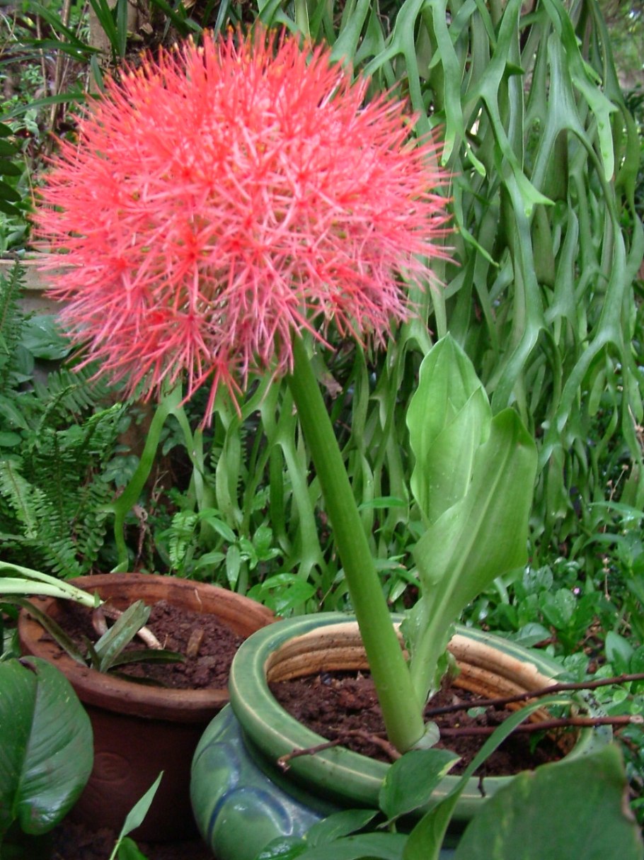 Гемантус луковица