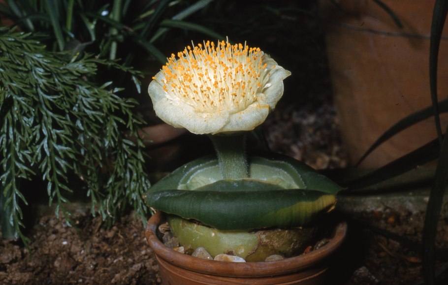 Гемантус белоцветковый