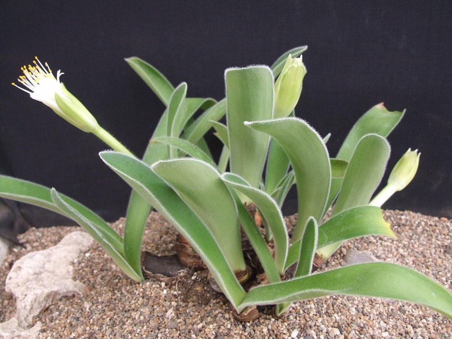 Гемантус в горшке