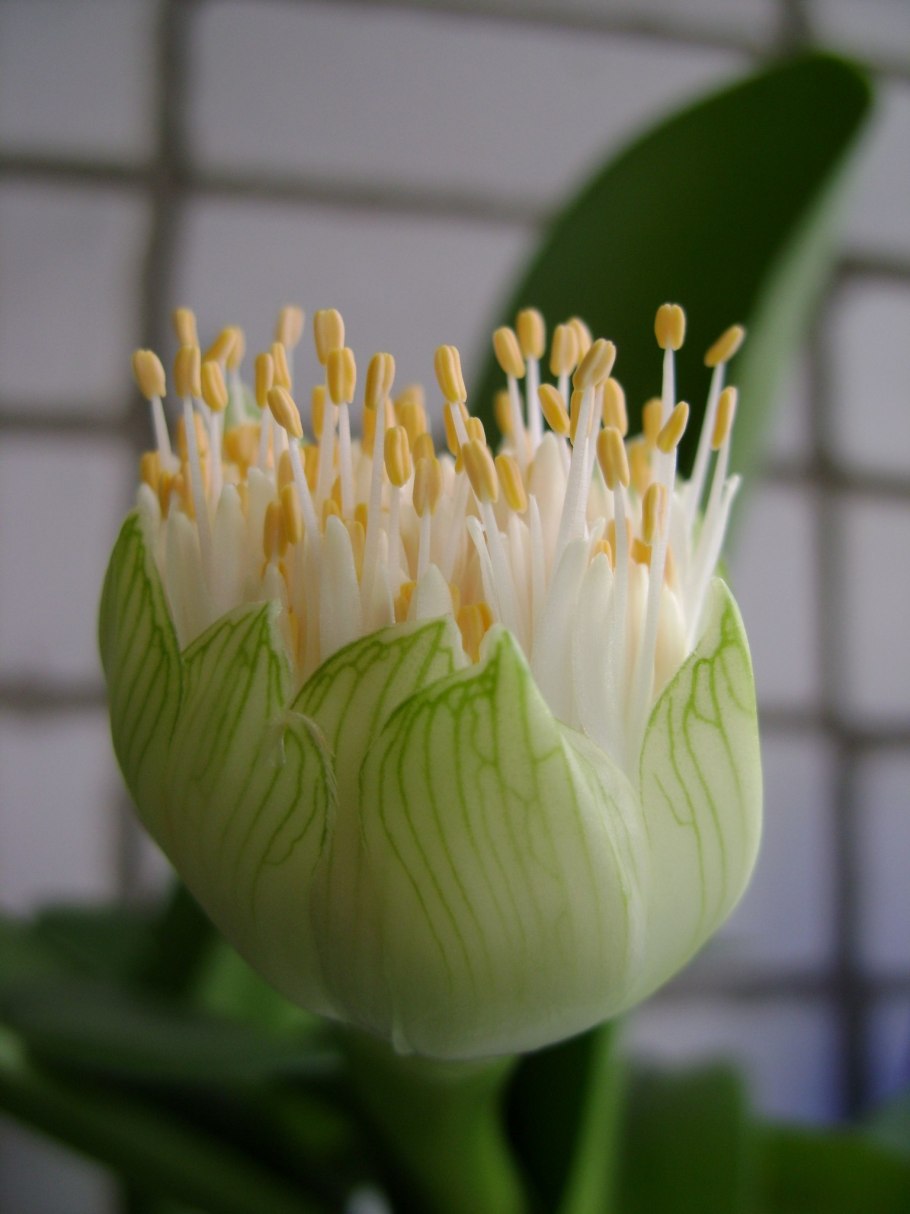 Кливия, Гименокаллис, гемантус