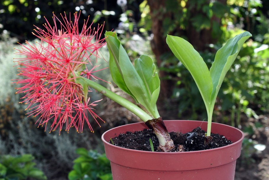 Гемантус тигровый