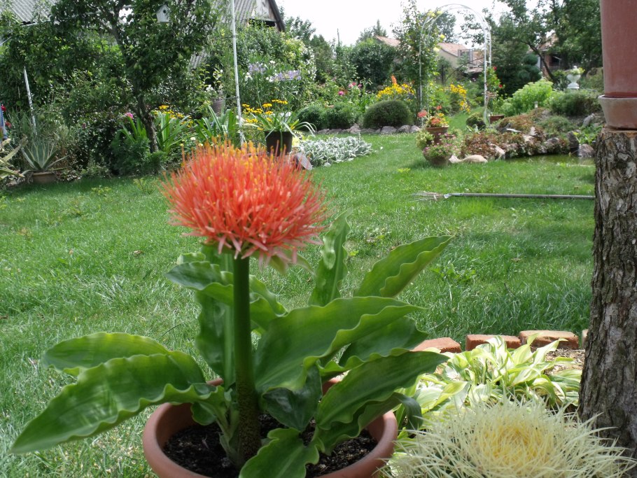 Гемантус многоцветковый