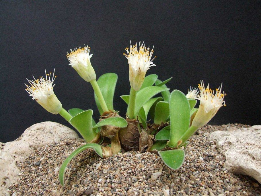 Гемантус альбифлос