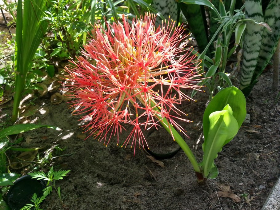 Амариллисы (гемантус).