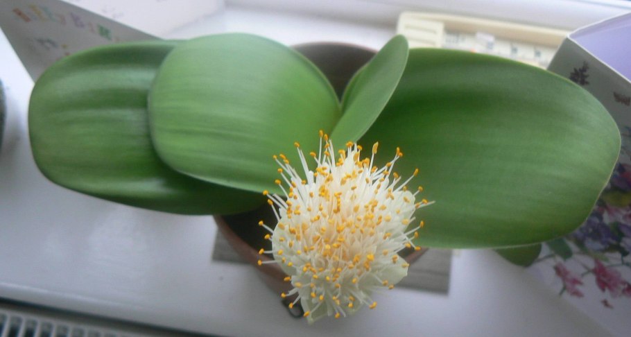 Haemanthus albiflos