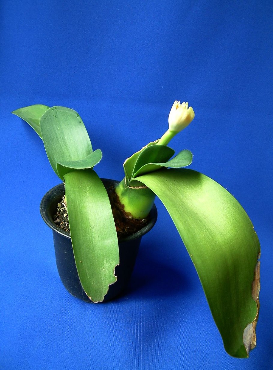 Гемантус Катарины