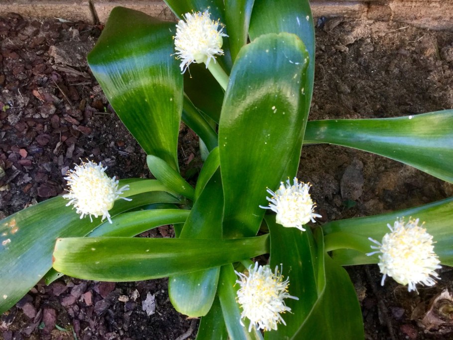 Haemanthus humilis