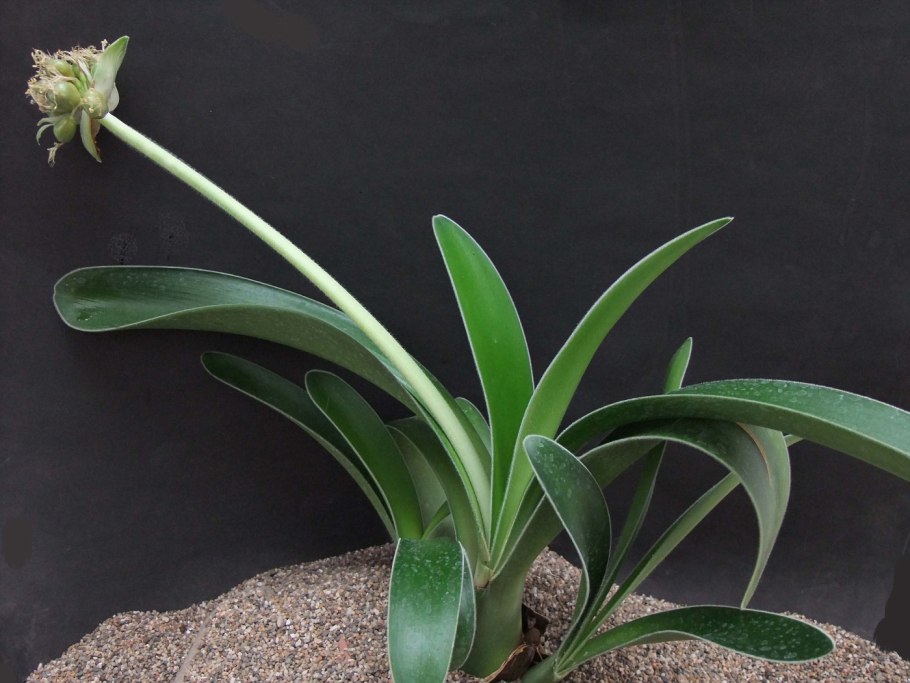 Тещин язык гемантус