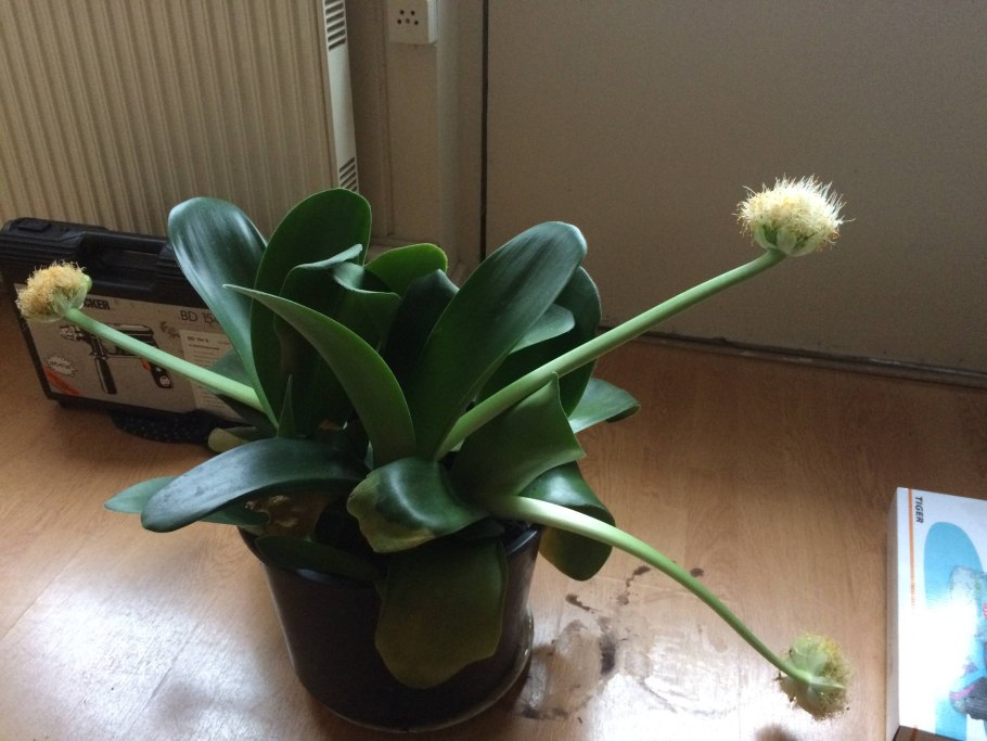 Гемантус белоцветковый