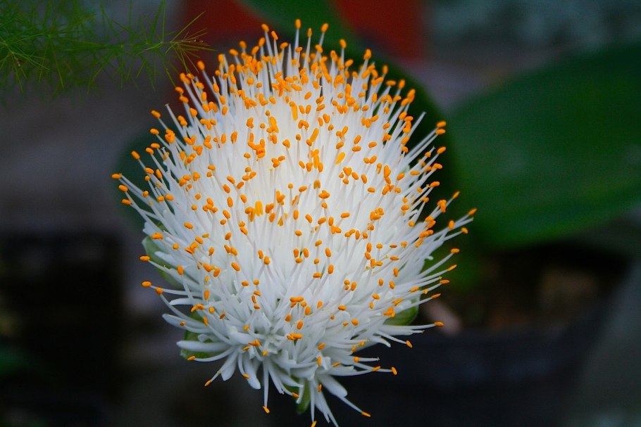 Галантус белоцветковый