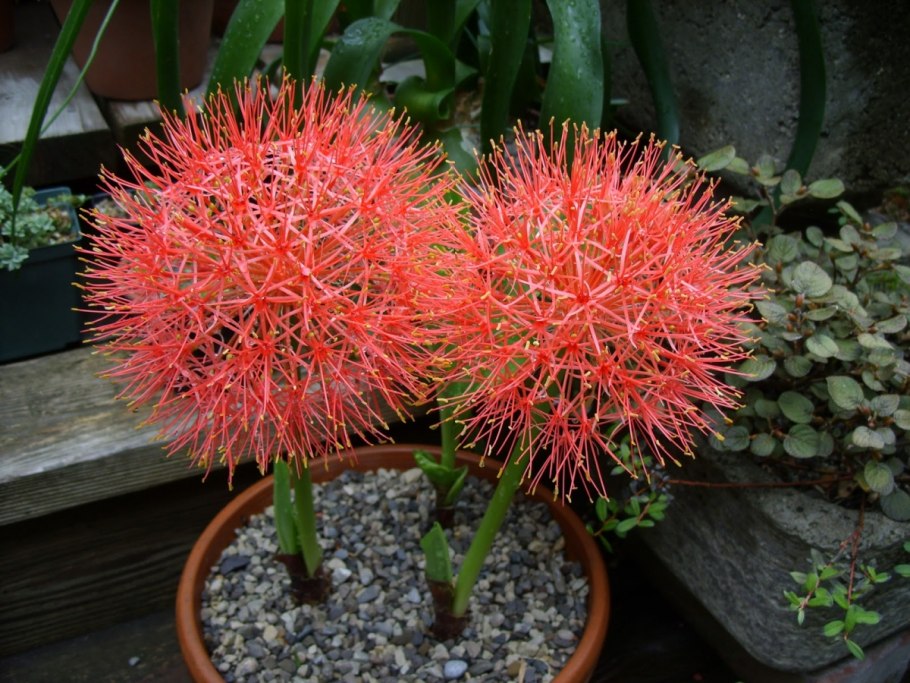 Гемантус белоцветковый растение