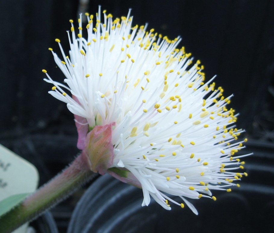 Гемантус Тропикана