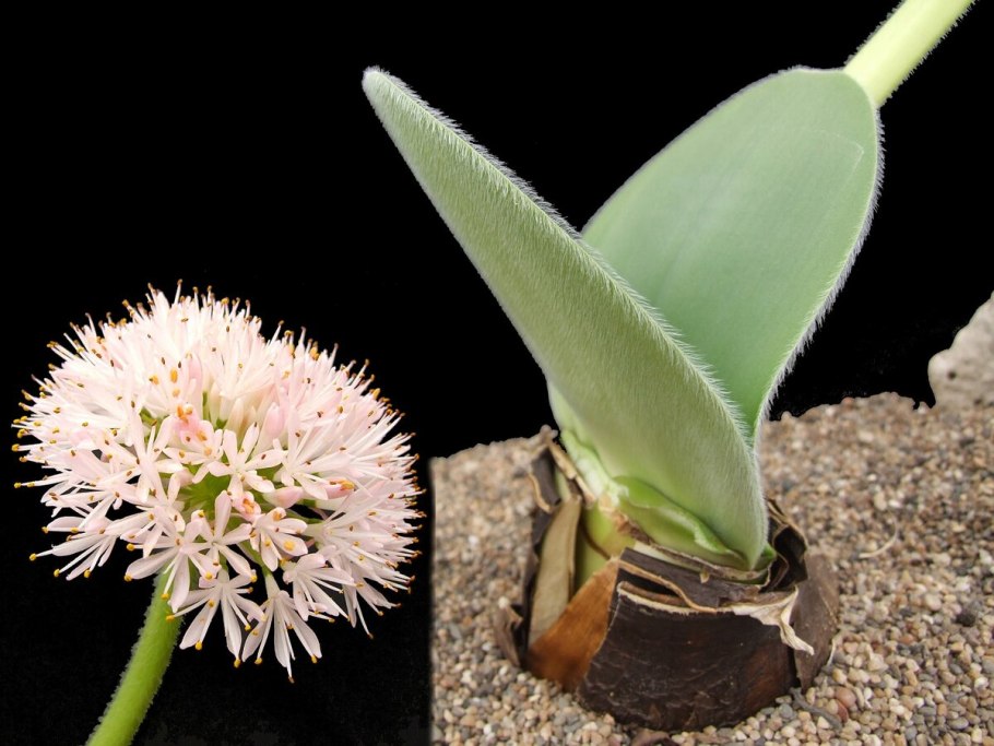 Гемантус Катарины