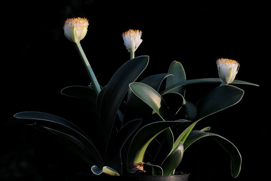 Гемантус Катарины