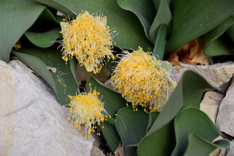 Гемантус в горшке