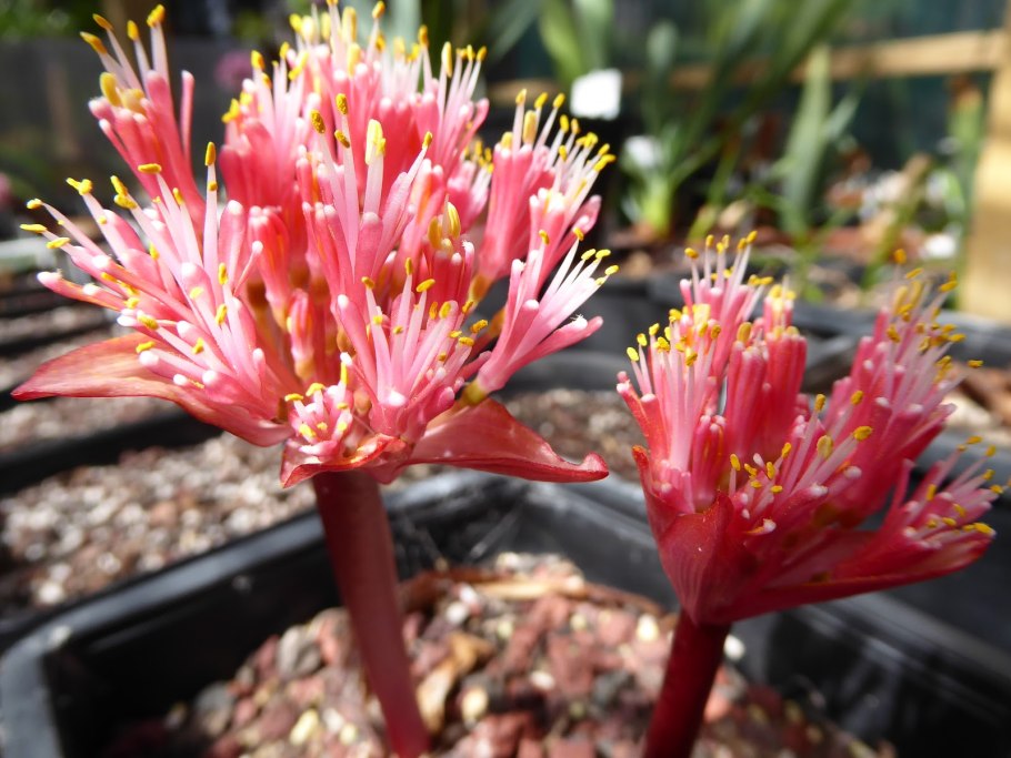 Гемантус белый