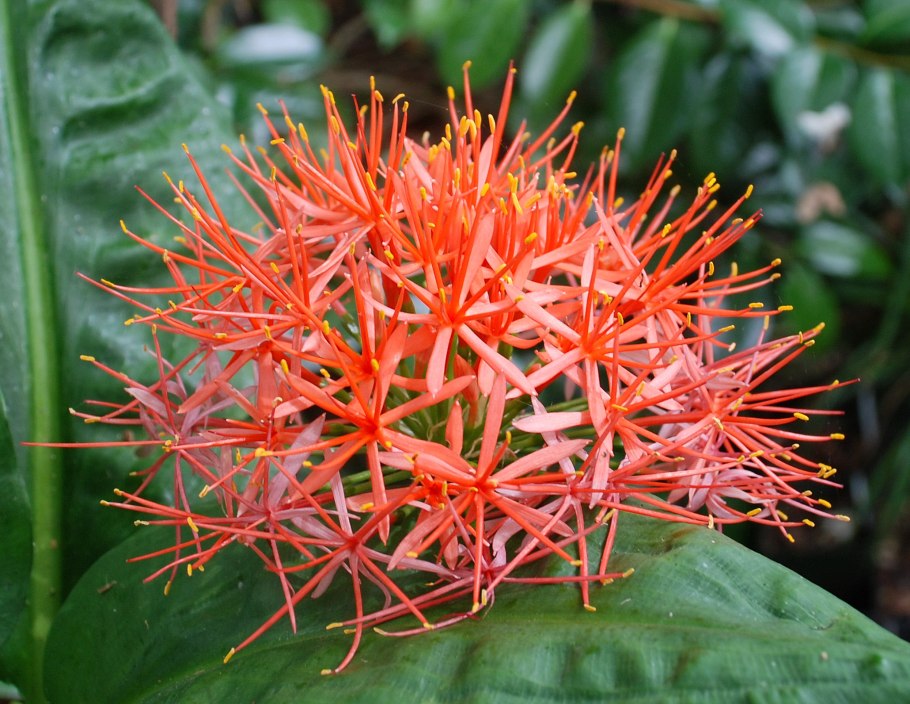 Гемантус без цветков