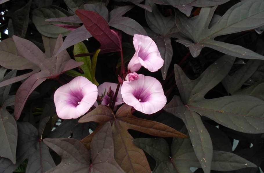 Ипомея FLORAMIA Black