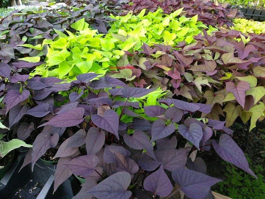 Ипомея батат