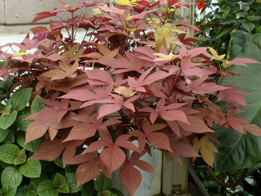 Ипомея батат Yellow