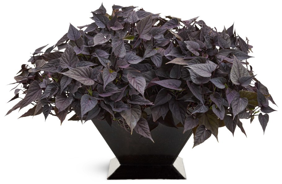 Ипомея батат многолетняя