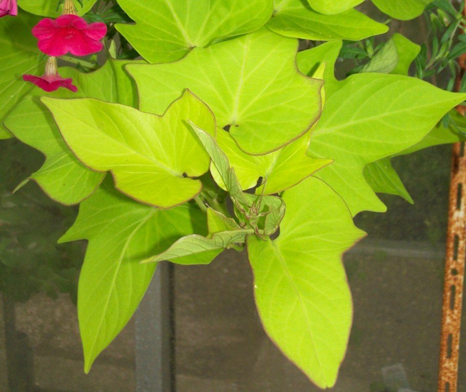 Ипомея батат ампельная