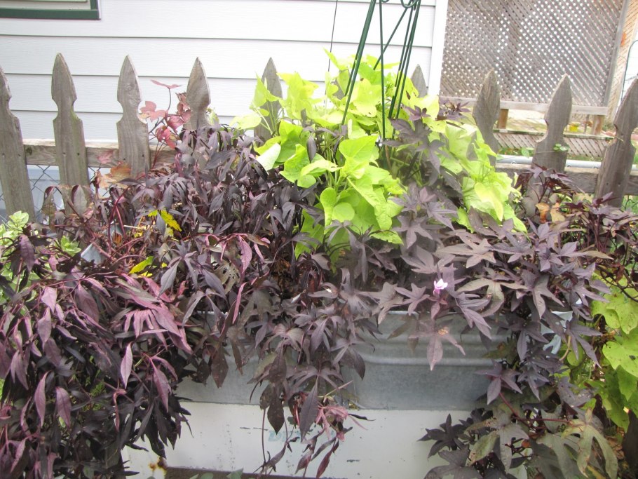 Ипомея батат Свит Кэролайн