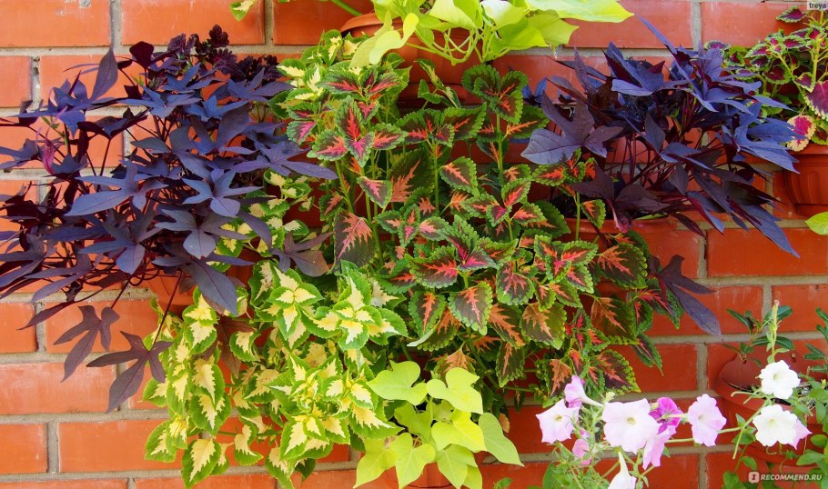 Ипомея батат