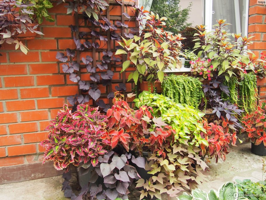 Ипомея FLORAMIA Cameo