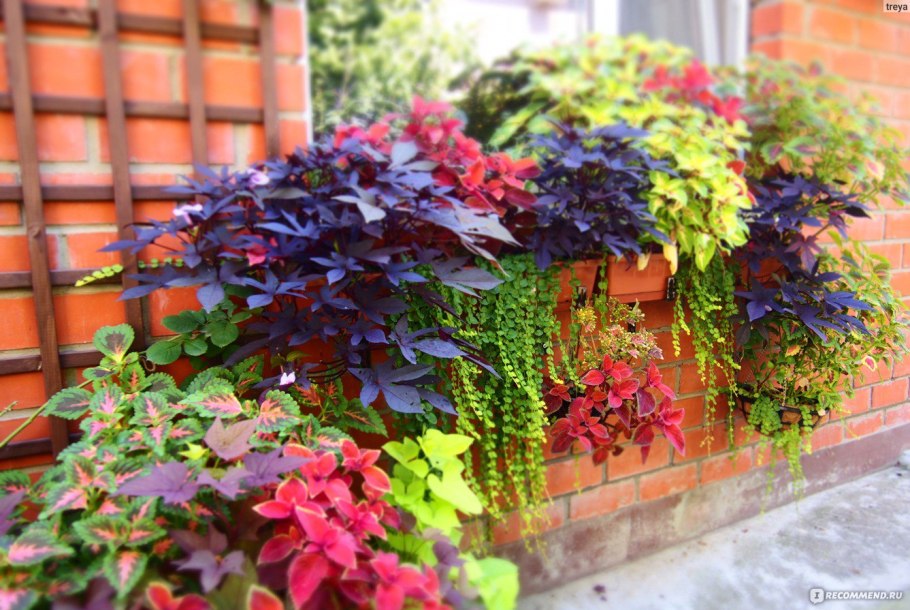 Ипомея батат семена