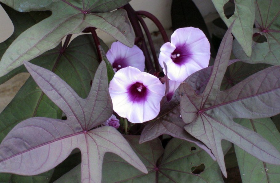 Ипомея батат variegata