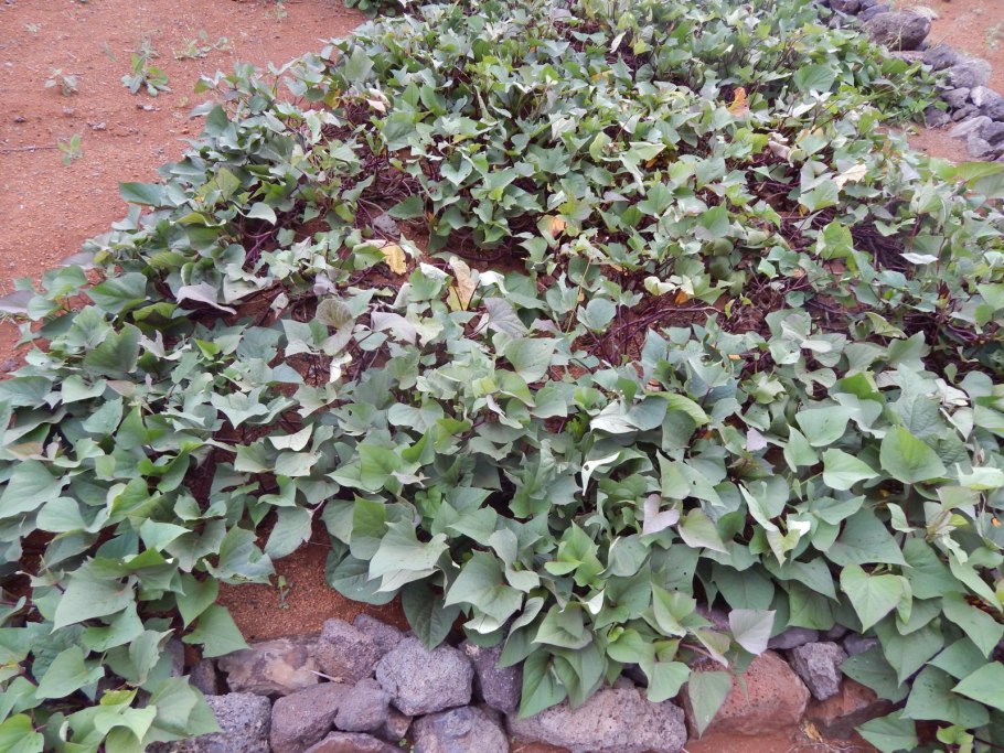 Ипомея батат Caroline Bronze