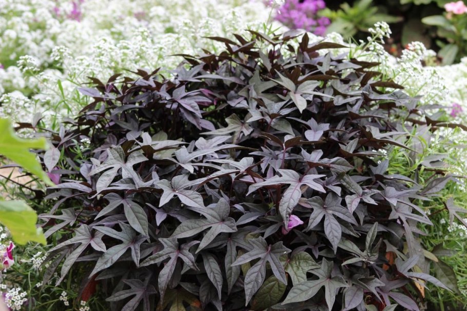 Ипомея батат Свит Каролина