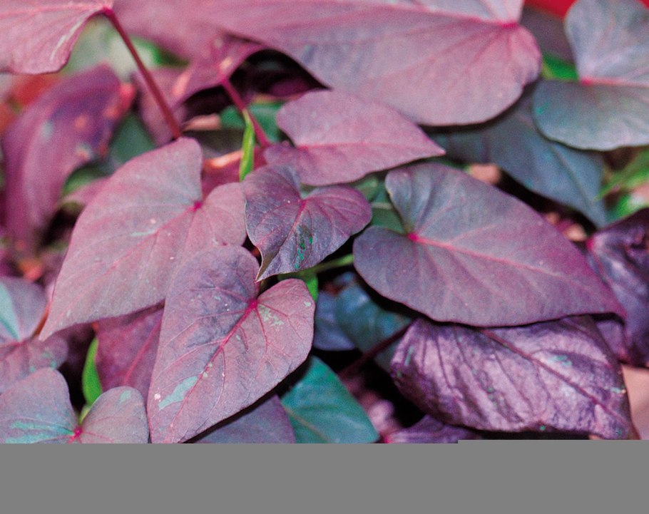 Ипомея батат вегетативная