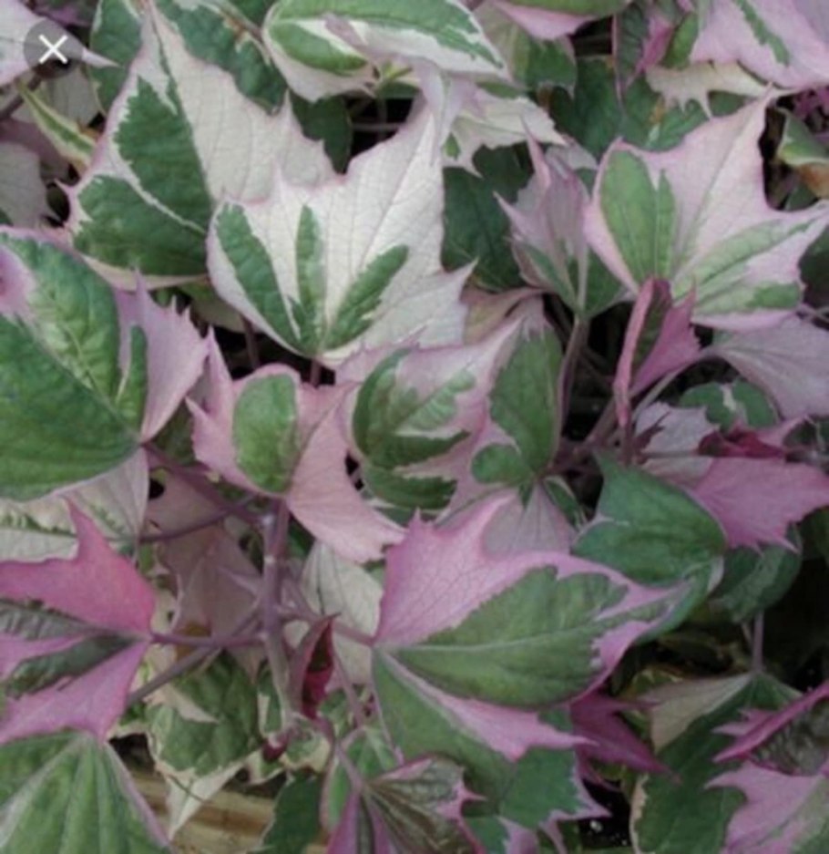 Ипомея вегетативная